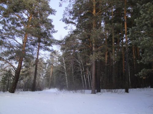 Лесная дорога