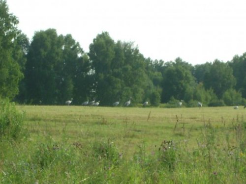 журавли