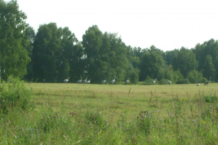 журавли