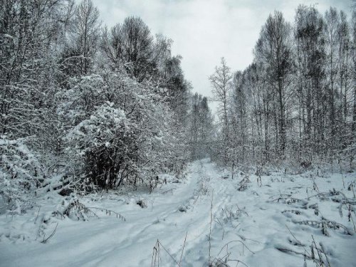 Зимний лес