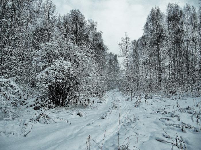 Зимний лес