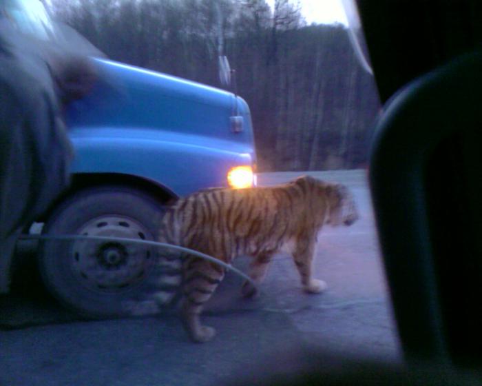 опасный сосед