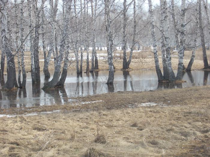 Весенний лесок
