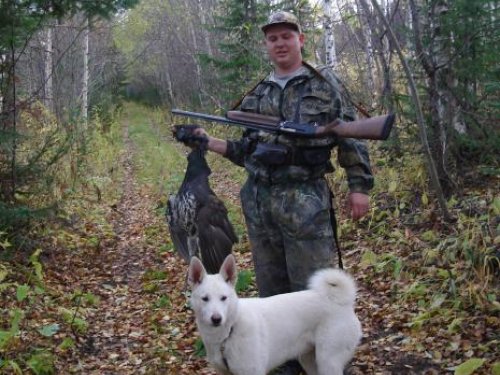 молодой петушок