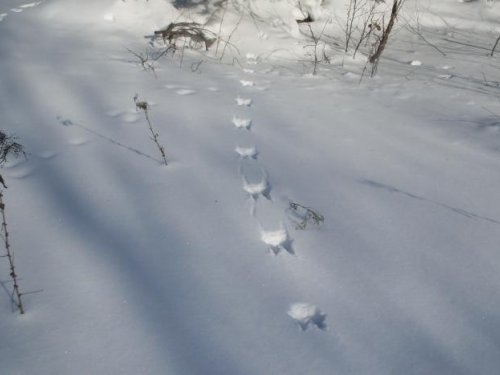Кто наследил?