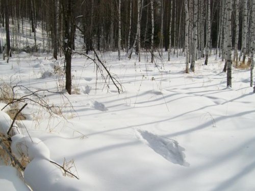 Коза ушла