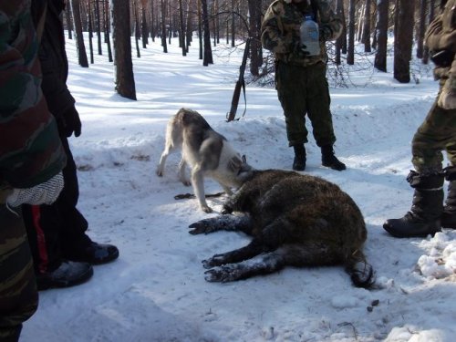 раниная лайка