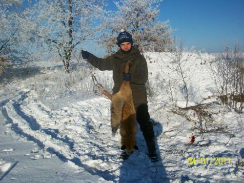 Лиса в волчьем капкане