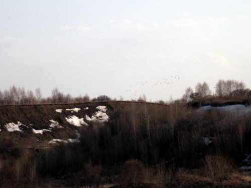 утки прилетели