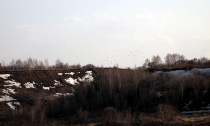 утки прилетели