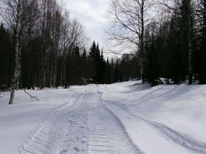 Сейчас в тайге.