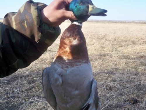 красивый селезень..)