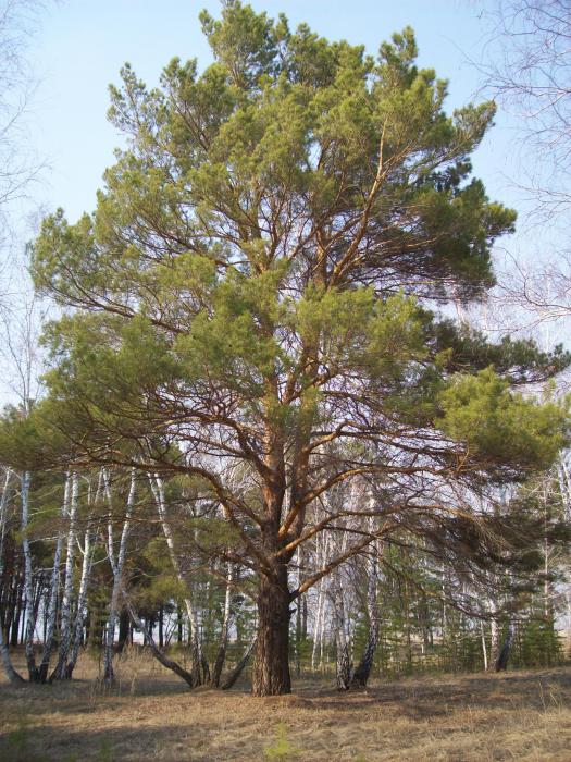сосна