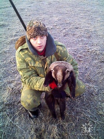 Барсук
