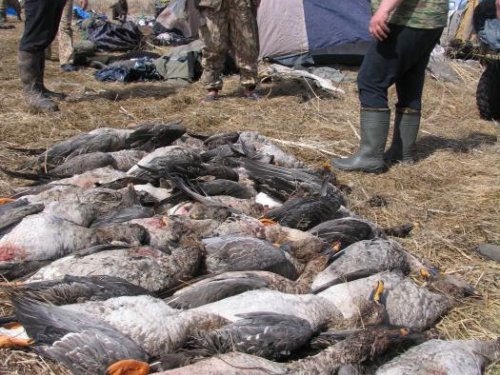 На злобу дня...)))) весна 2010 