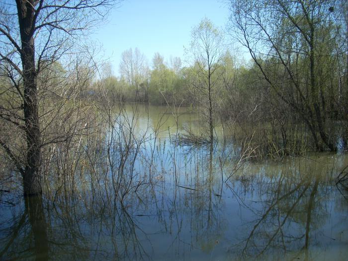 Разлив Оби 2010г
