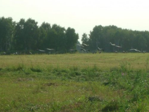 полетели красавцы