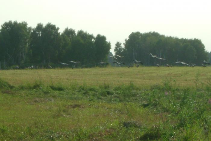 полетели красавцы