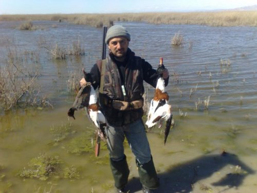 Shelduck