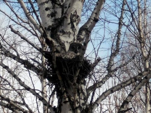 Истребительница грызунов на гнезде