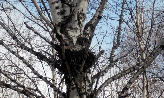 Истребительница грызунов на гнезде