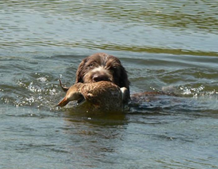 на испытаниях по водоплавающей дичи