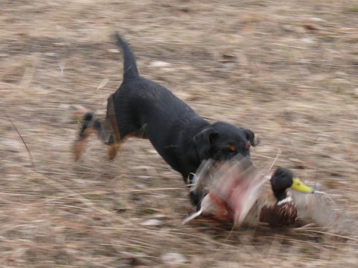 От ягдтерьера ещё никто не убегал!