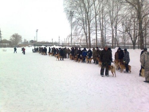 Выставка гончих. Бугульма, Татария.