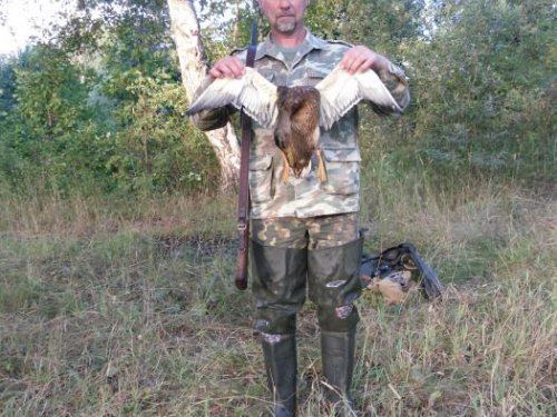 Август 2010г. Упитанный крякаш.