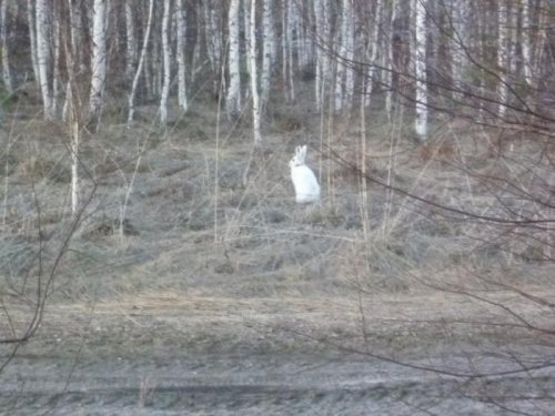 Апрельский заяц