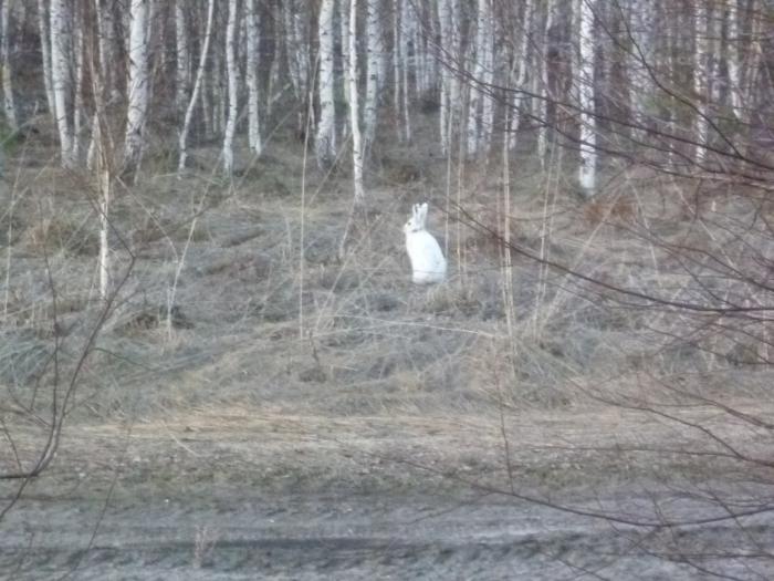 Апрельский заяц