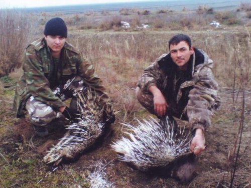 С охоты дикобразы