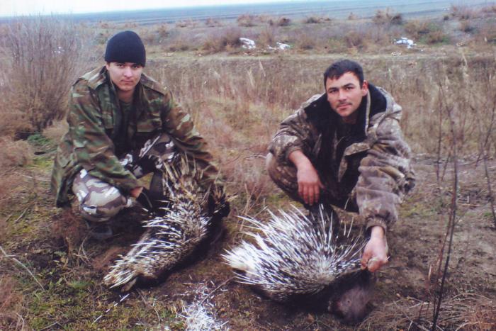С охоты дикобразы