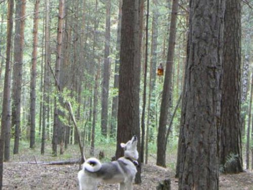 У кормушек в Академгородке, знакомимся с белками