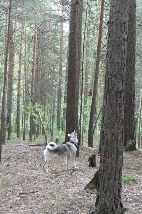 У кормушек в Академгородке, знакомимся с белками