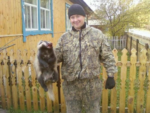 барсук