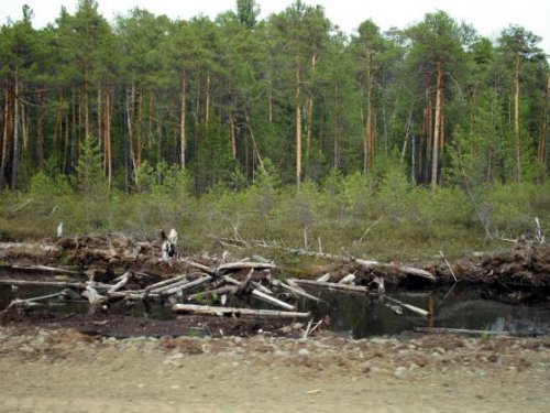 Сосняк 5 бонитета(вотчина глухарей)