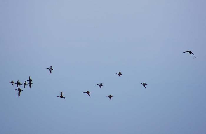 кружат
