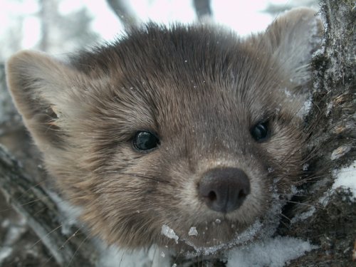 Самочка соболя