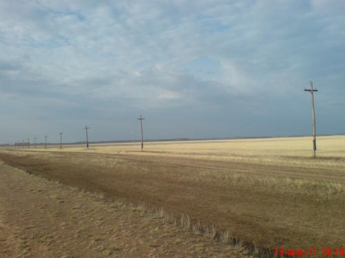 лебеди