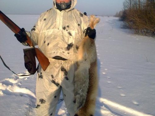 лис