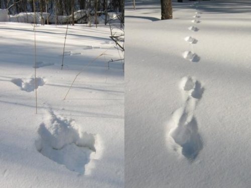 охота.