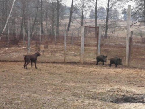 РАМС на первой притравке по кабану