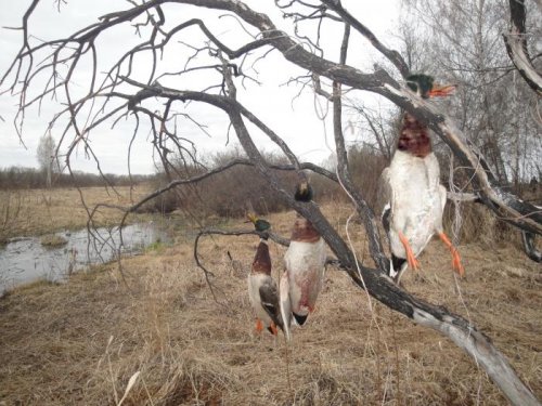 Весна 2011, Колыванские угодья