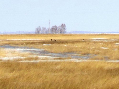 Гусики