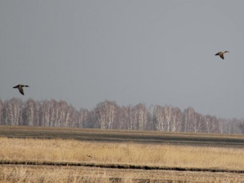 сейчас догоню и ...................