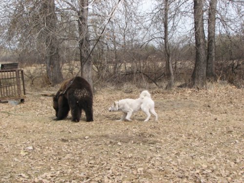 Хакасия .Испытание лаек.23/04/2011г