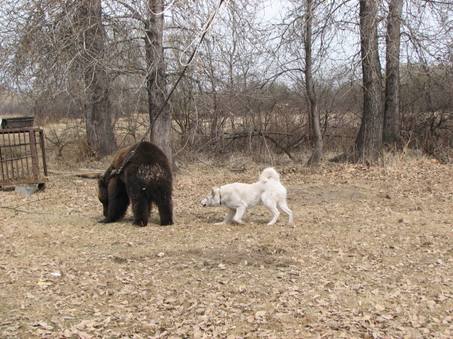 Хакасия .Испытание лаек.23/04/2011г