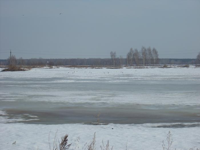 Чайки