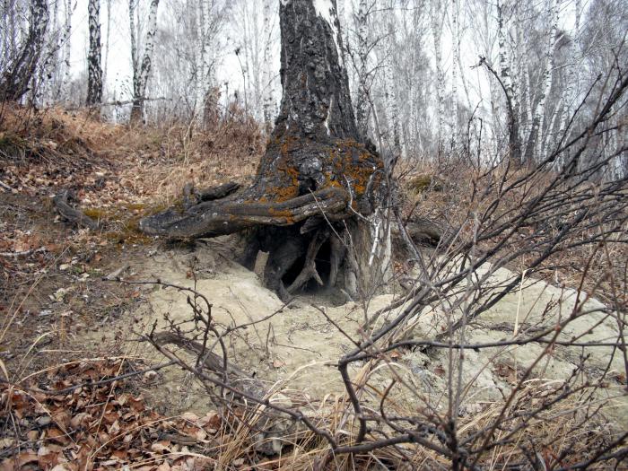 лисья нора